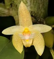 Bulbophyllum siamense