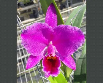 Cattleya percivaliana (Cattleya)