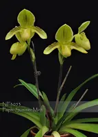 Paph. Summer Mint ', Note: Only 5 available. ( Heat Tolerance ) ' (philippinense fma laevigatum alba x Enzan Bubble Gum ' Shen')