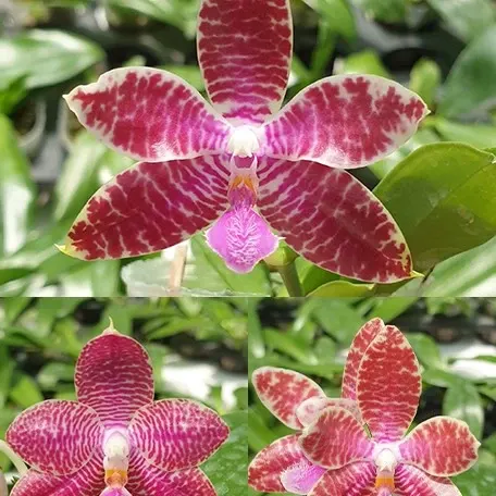 Phalaenopsis Telu '791' (Phalaenopsis)
