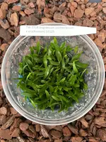 FLASK Angraecum (eichlerianum x urschianum)