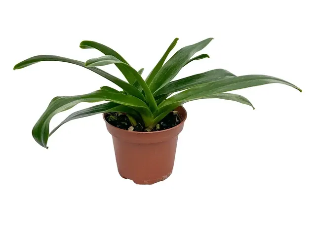 Paphiopedilum Hsinying Rubyweb X Paph. Yi-Ying Violet Crown