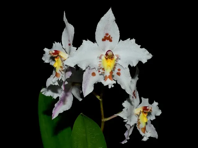 Oncidium alexandrae