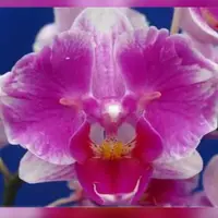 Phalaenopsis King Car Beauty Girl 2.5"