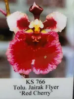 Tolumnia Jairak Flyer ‘Red Cherry’