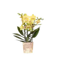 Gele orchidee ‘Albenga’ Ø9cm