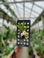 Dendrobium lichenastrum
