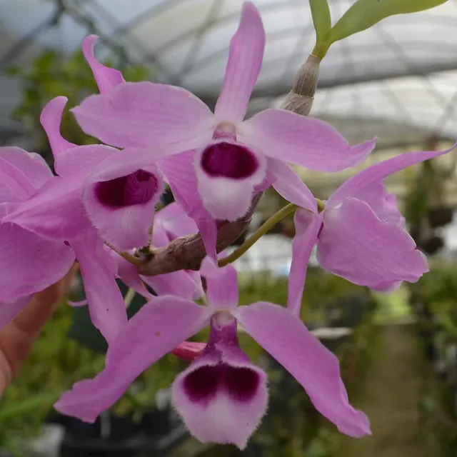 Dendrobium anosmum alba x Nestor (Dendrobium)