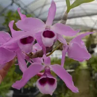 Fragrant! Orchid Dendrobium Den anosmum (alba) x Den Nestor Live Mature PLant