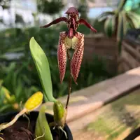 Bulbophyllum lasiochilum — Jungpflanze