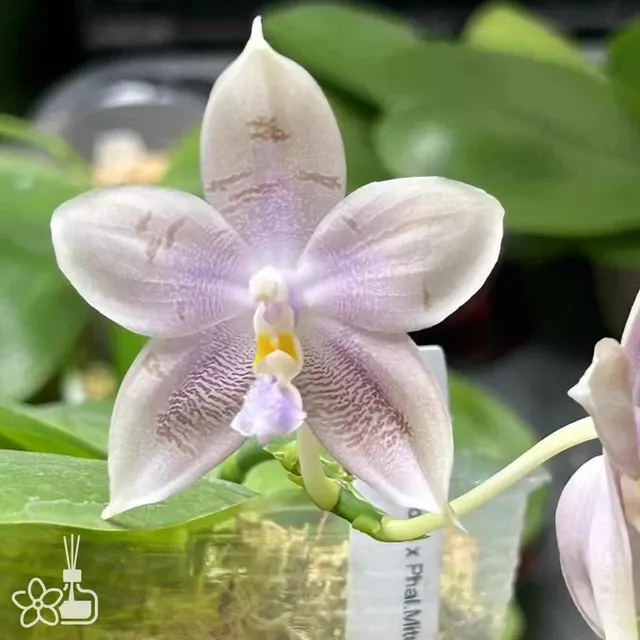 Phalaenopsis Little Asteroid '201'