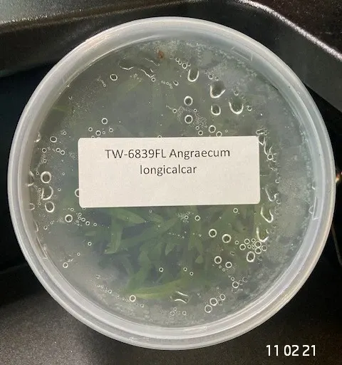 Angraecum longicalcar (Angraecum)