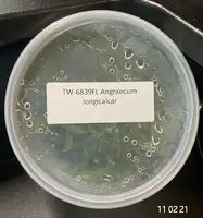 FLASK Angraecum longicalcar