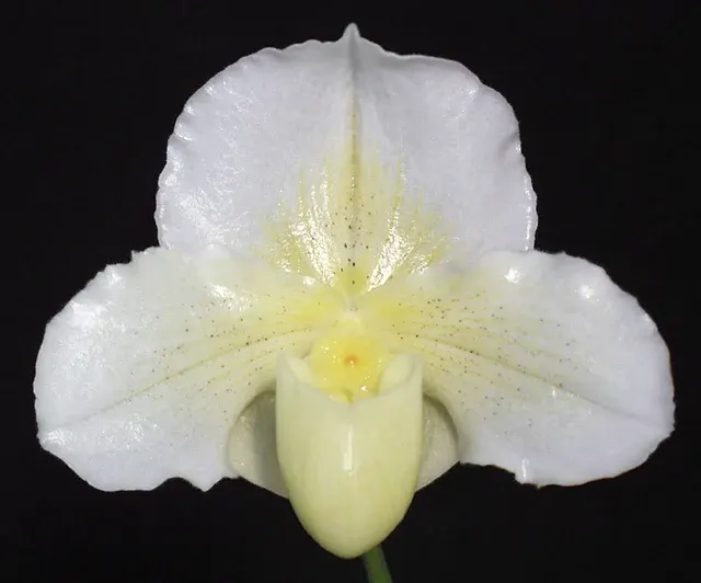 Paphiopedilum Luminance 'New World' (Paphiopedilum)