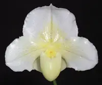 Paphiopedilum Luminance 'New World'