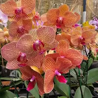 Phalaenopsis Orchid GL045713 Mature Plant - Ready To Flower