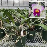 Rlc. Mary Lupi 'Volcano Queen' (5.5" Pot) - Not Blooming