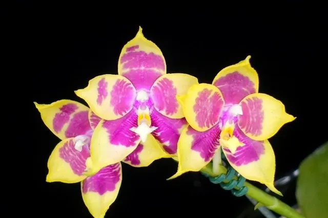 Phalaenopsis Penang Girl