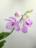 Vanda coerulea "Pink" Big Plant