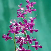 Dendrobium Orchid Plant Ceasar Red- Seedling