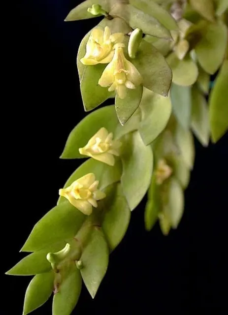Dendrobium anceps (Dendrobium)