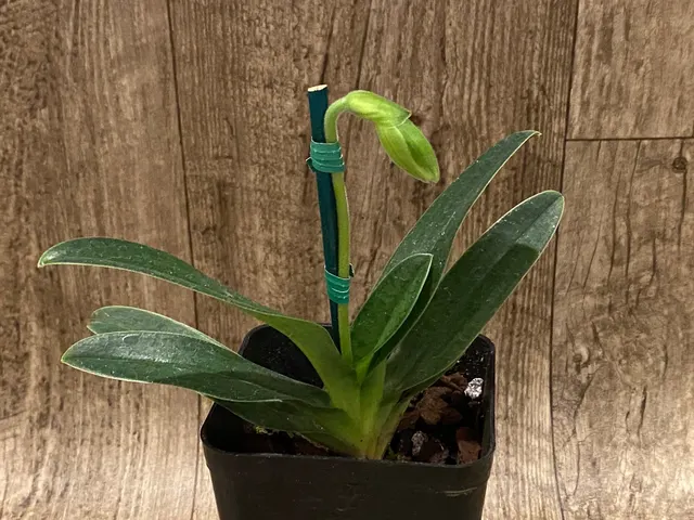 Paphiopedilum Venustum var. Album x (In Charm Topaz x In Charm Gold)
