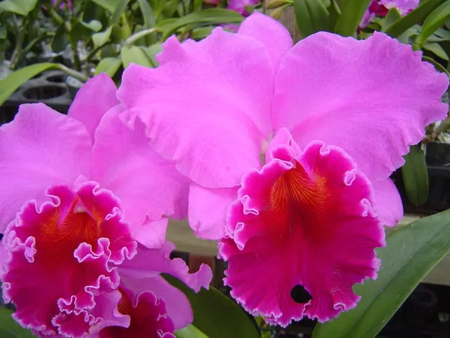 Brassolaeliocattleya Mem. Grant Eichler 'Lennette'