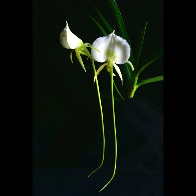 Angraecum Longiscott *parfumat