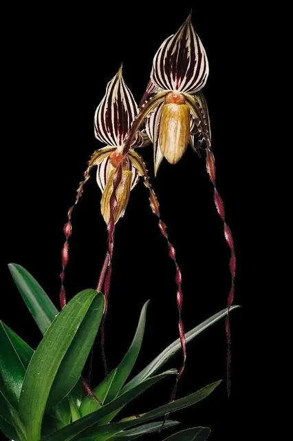 Paphiopedilum QF Lani