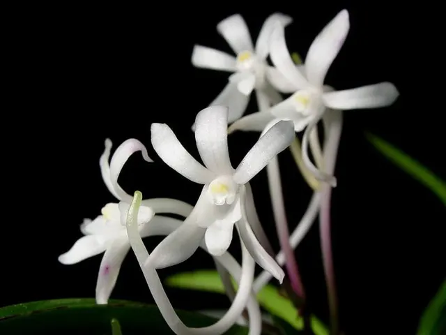 Vanda [Neof.] Falcata (Vanda)