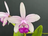 Cattleya intermedia orlata ‘Olompali’s Saudanha’ - Blooming size division