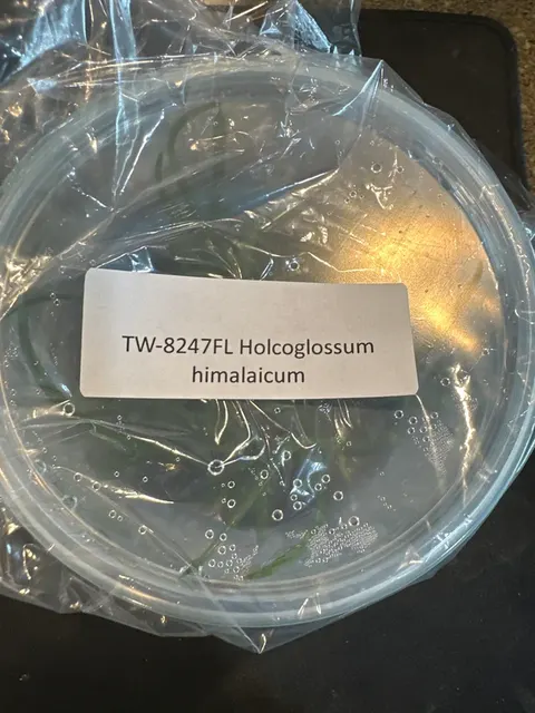 Holcoglossum himalaicum (Holcoglossum)
