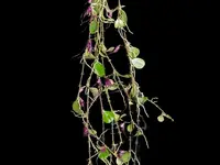 Trichosalpinx chamaelepanthes