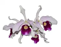Cattleya purpurata Flamea Cheri x alba Campanea