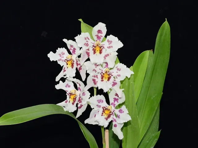 Oncidium Atahualpa #2