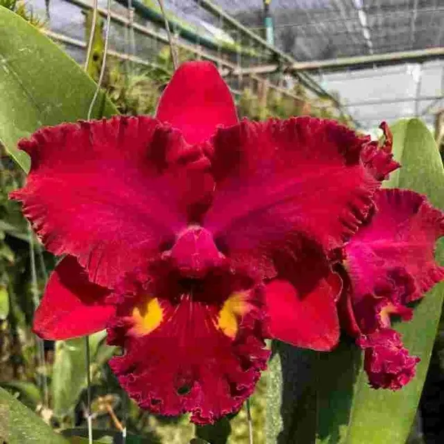 Rhyncholaeliocattleya Anchung 'Ruby Siam' (Rhyncholaeliocattleya)