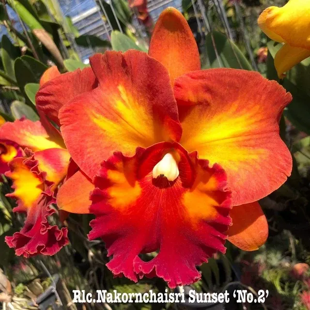Rhyncholaeliocattleya Nakornchaisri Sunset 'No. 2' (Rhyncholaeliocattleya)