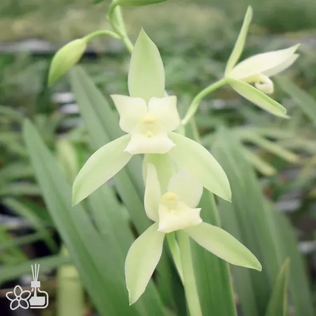 Cymbidium ensifolium 'ZHU-DE-SU'