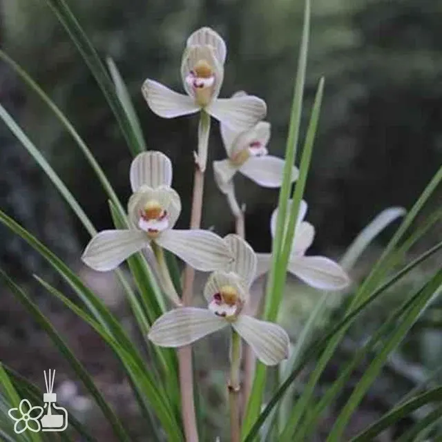 Cymbidium tortisepalum 'DIAN-CANG-MEI'