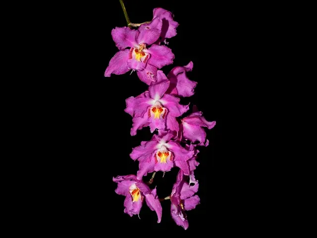 Oncidium Lovely Morning 'Sayaka Very Dark' (Oncidium)