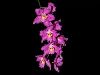 Oncidium Lovely Morning 'Sayaka Very Dark'
