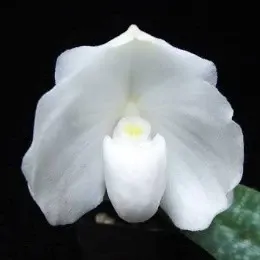 Paphiopedilium niveum alba sp (Paphiopedilum)