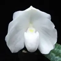 Paphiopedilium niveum alba sp.
