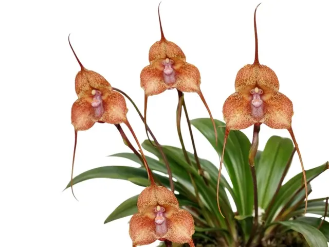 Dracula kareniae 'Naranjita'
