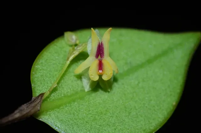 Lepanthes estrellensis