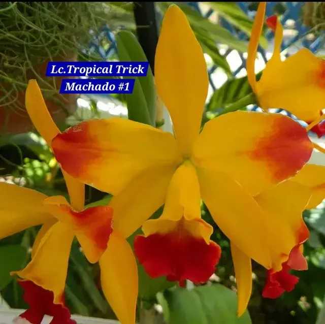 Cattleya 12 Orchid (Cattleya)