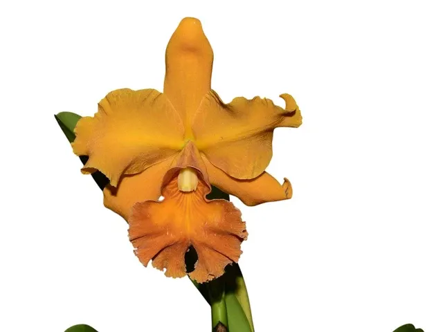Rhyncholaeliocattleya Sandra Cordero (Rhyncholaeliocattleya)