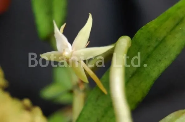 Angraecum erectum (Angraecum)