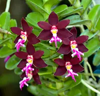 Trichoglottis atropurpurea