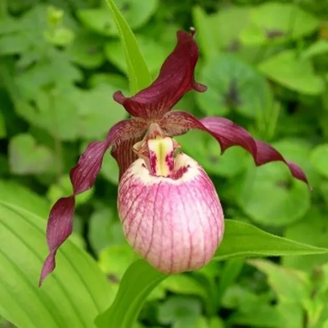 Cypripedium Gisela (Cypripedium)